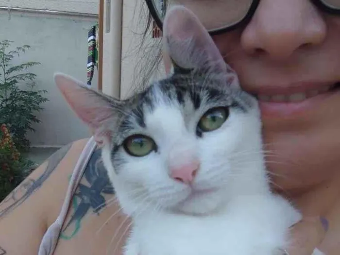 Gato ra a SRD-ViraLata idade 2 a 6 meses nome Mobi