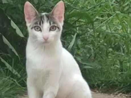 Gato ra a SRD-ViraLata idade 2 a 6 meses nome Mobi