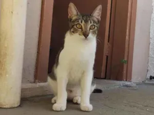 Gato raça SRD-ViraLata idade 2 a 6 meses nome Elba