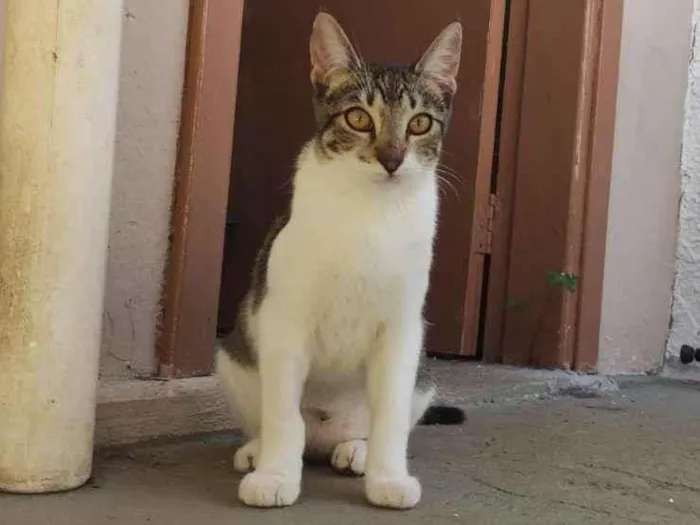 Gato ra a SRD-ViraLata idade 2 a 6 meses nome Elba