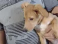 Cachorro raça Mestiça  idade 7 a 11 meses nome Melzinha