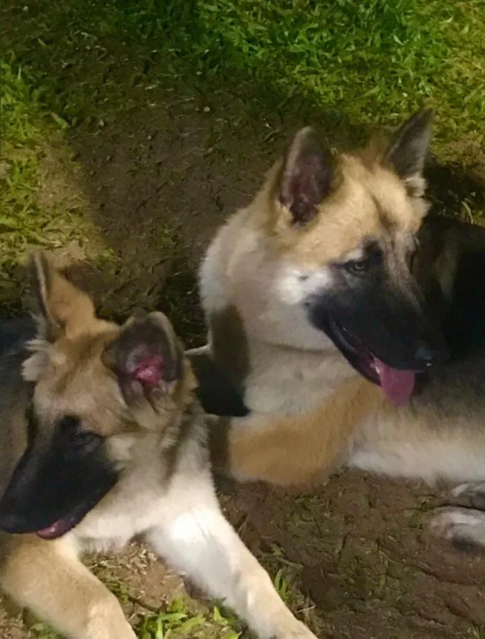 Cachorro raça PastorAlemão idade 2 anos nome Cacau