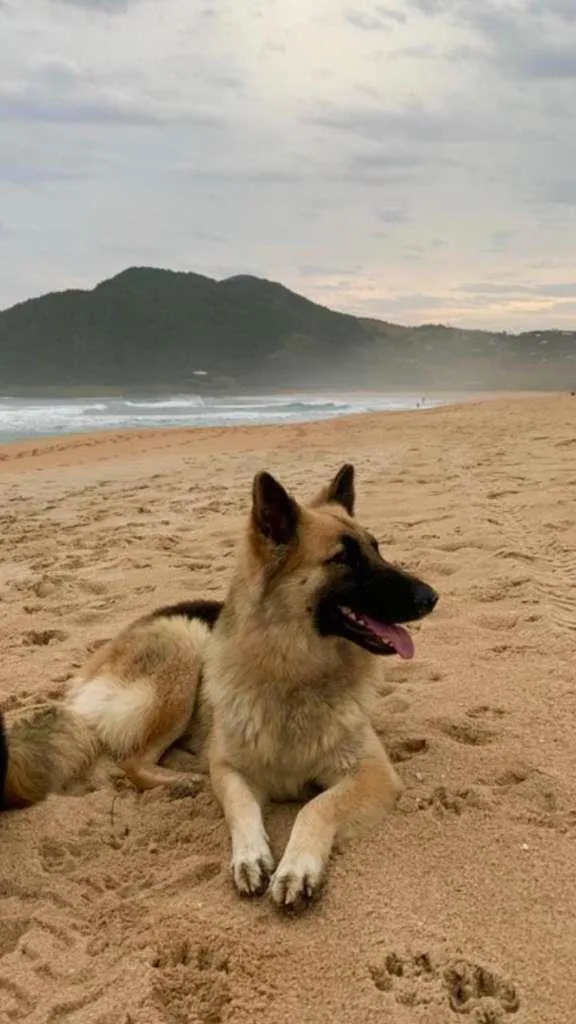 Cachorro raça PastorAlemão idade 2 anos nome Cacau