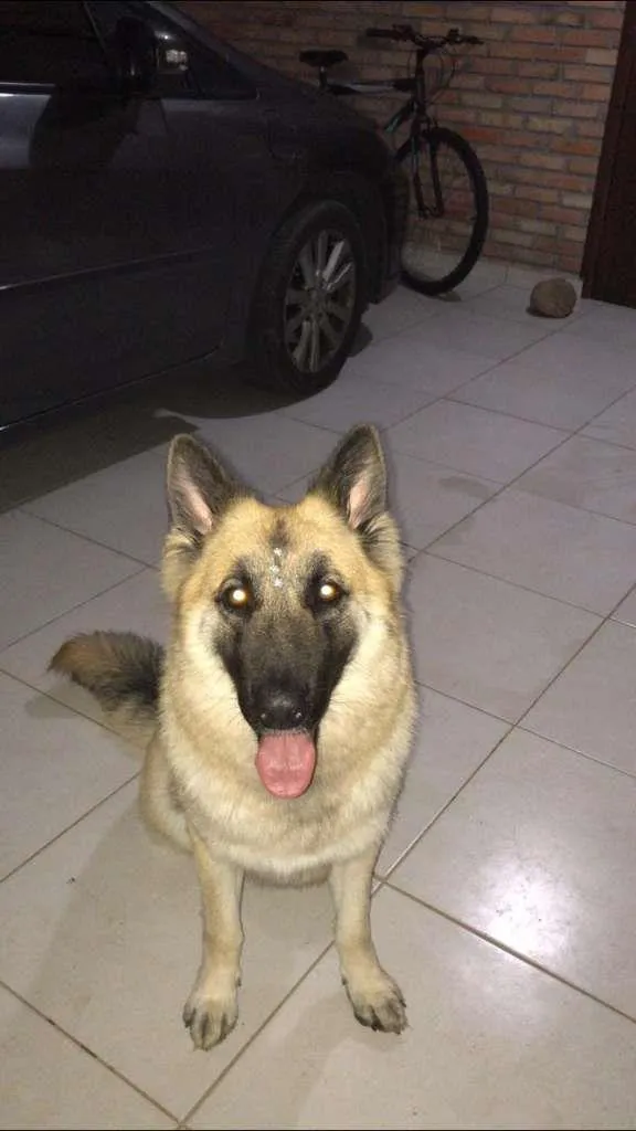 Cachorro raça PastorAlemão idade 2 anos nome Cacau