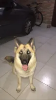 Cacau