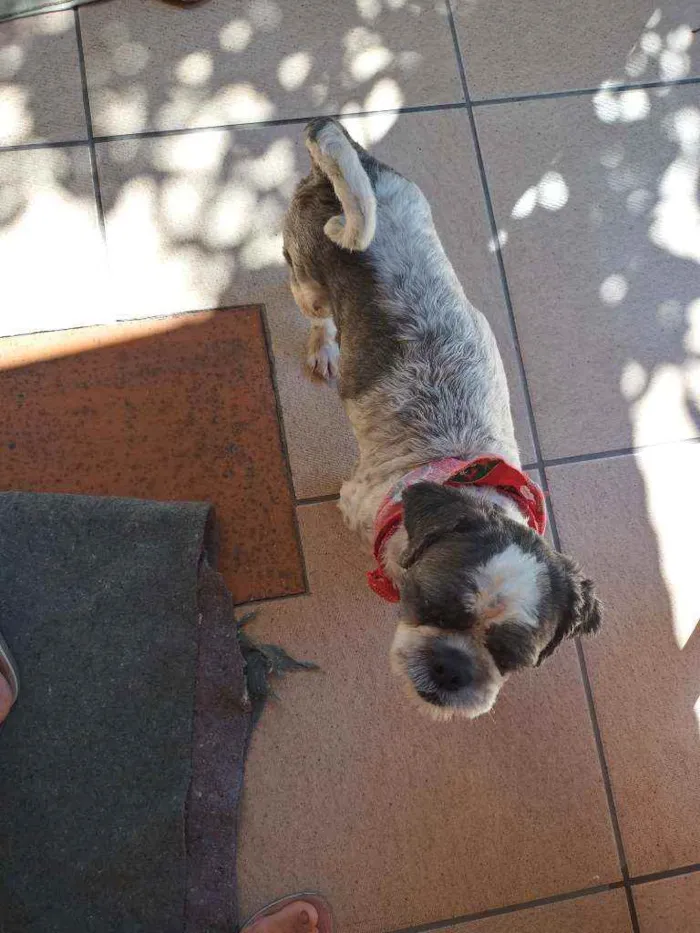 Cachorro ra a Lhasa idade 3 anos nome Fofura