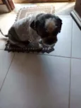 Fofura