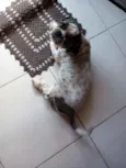 Fofura