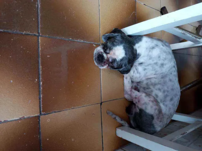 Cachorro ra a Lhasa idade 3 anos nome Fofura