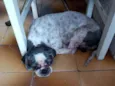 Fofura