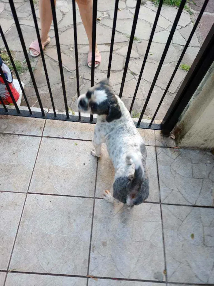 Cachorro ra a Lhasa idade 3 anos nome Fofura