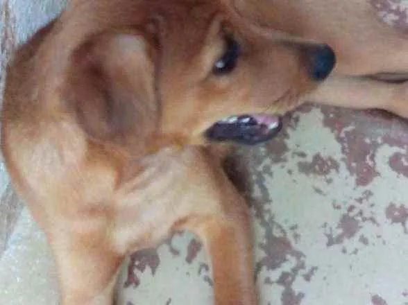 Cachorro ra a Sem raça definida idade 2 a 6 meses nome Dino