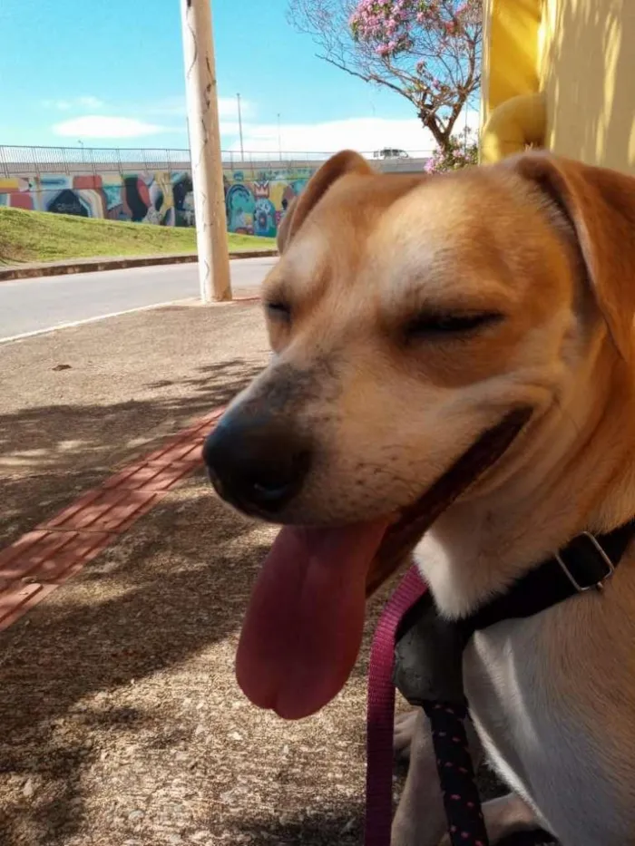 Cachorro raça SRD-ViraLata idade 1 ano nome Heitor