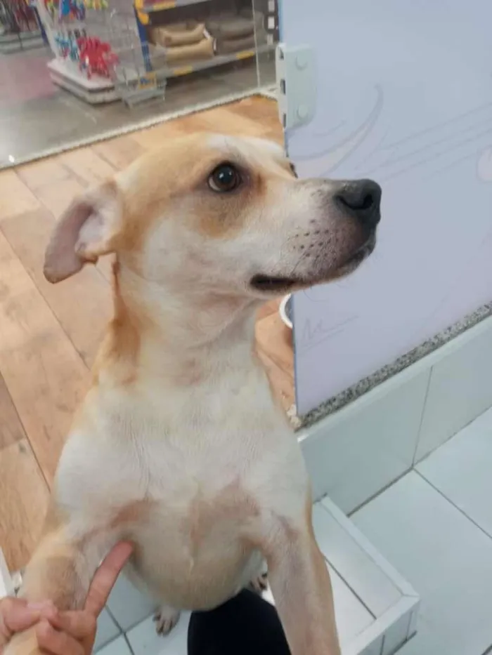 Cachorro raça SRD-ViraLata idade 1 ano nome Heitor
