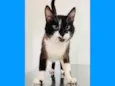 JANJÃO