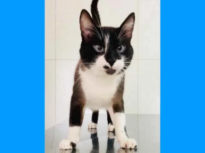 Gato ra a srd idade 2 anos nome JANJÃO