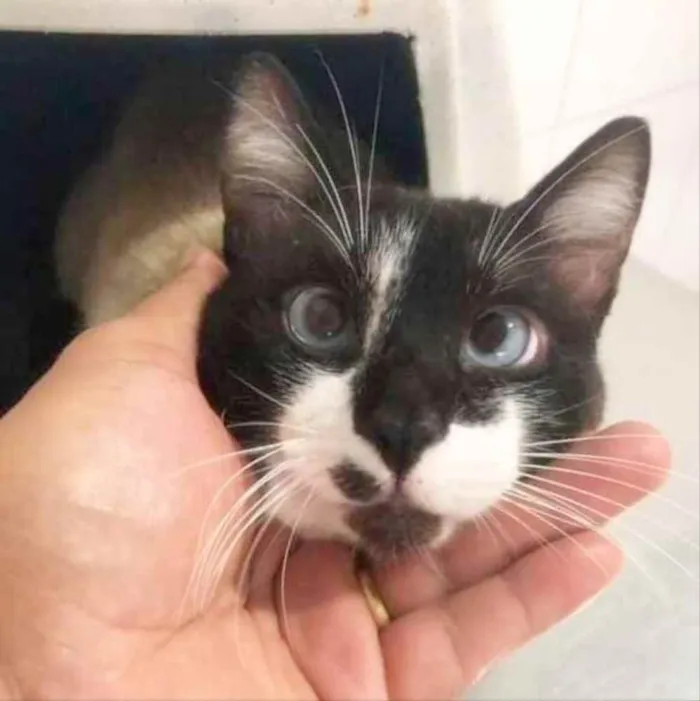 Gato ra a srd idade 2 anos nome JANJÃO