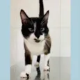 JANJÃO