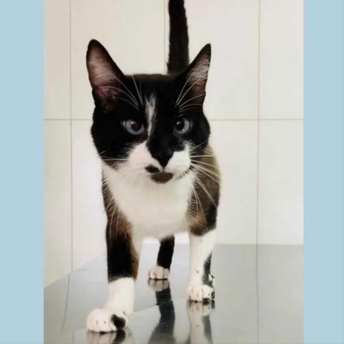 Gato ra a srd idade 2 anos nome JANJÃO