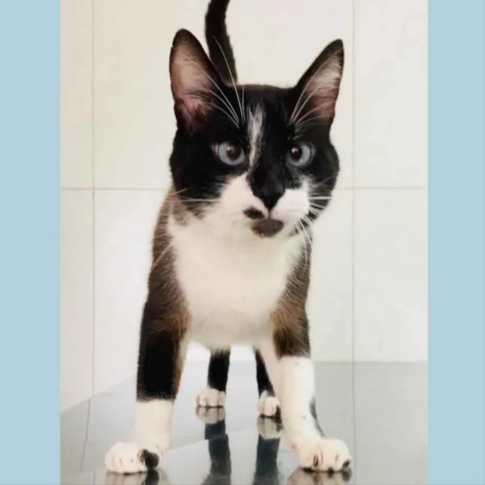 Gato ra a srd idade 2 anos nome JANJÃO