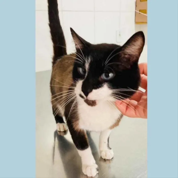 Gato ra a srd idade 2 anos nome JANJÃO
