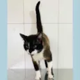 JANJÃO