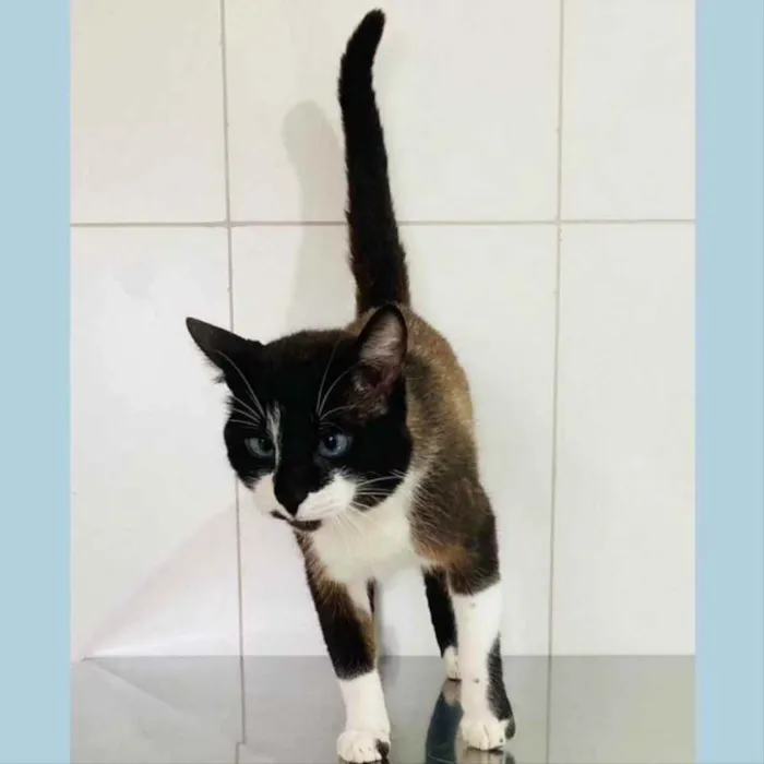Gato ra a srd idade 2 anos nome JANJÃO