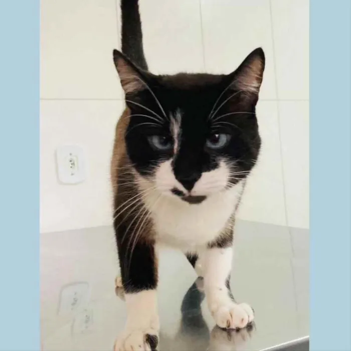 Gato ra a srd idade 2 anos nome JANJÃO