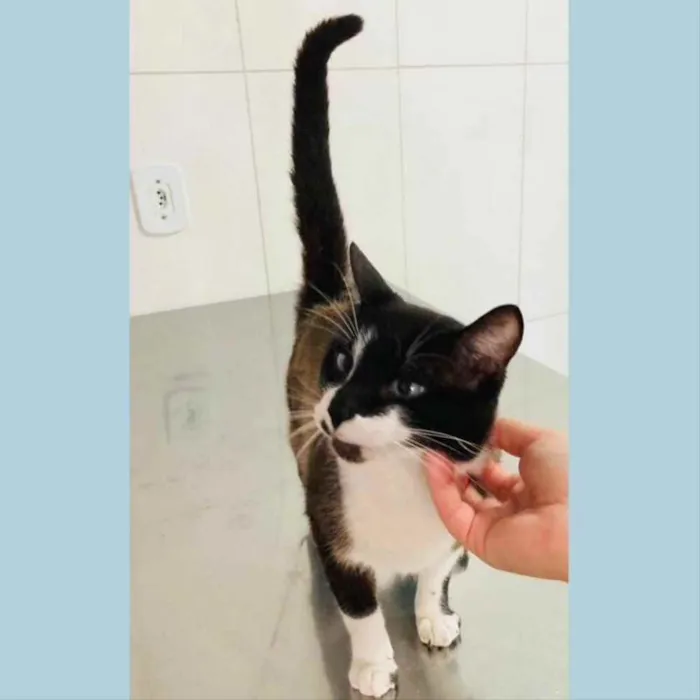 Gato ra a srd idade 2 anos nome JANJÃO