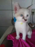 Bob
