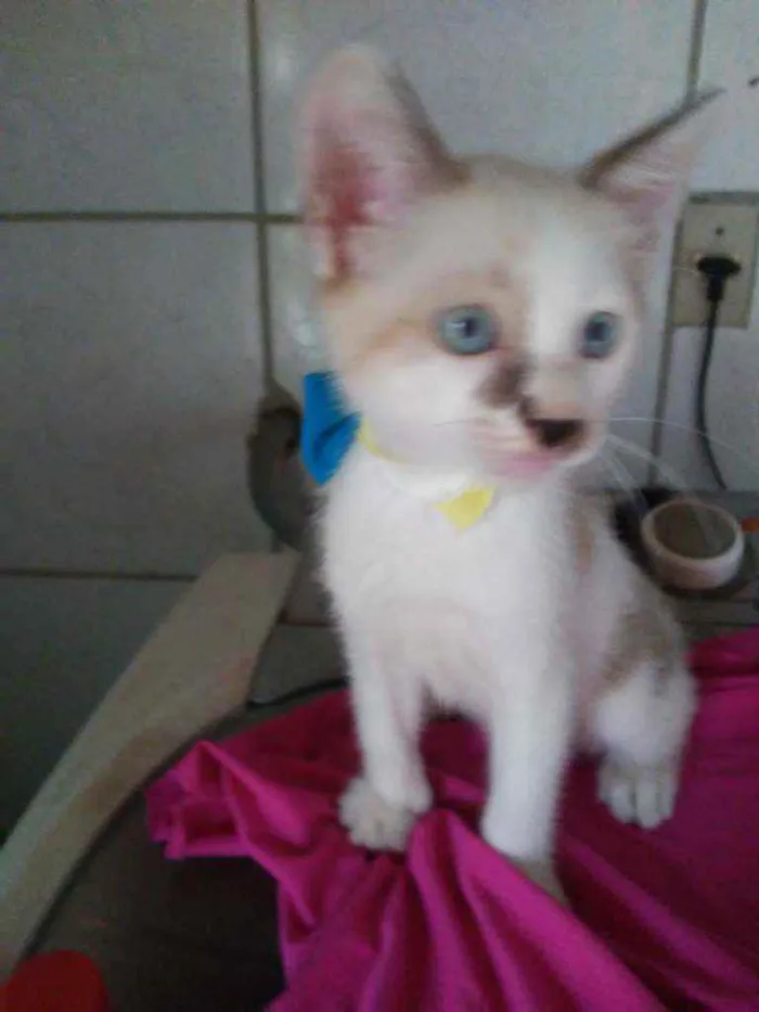 Gato ra a Comum idade 2 a 6 meses nome Bob