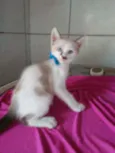 Bob