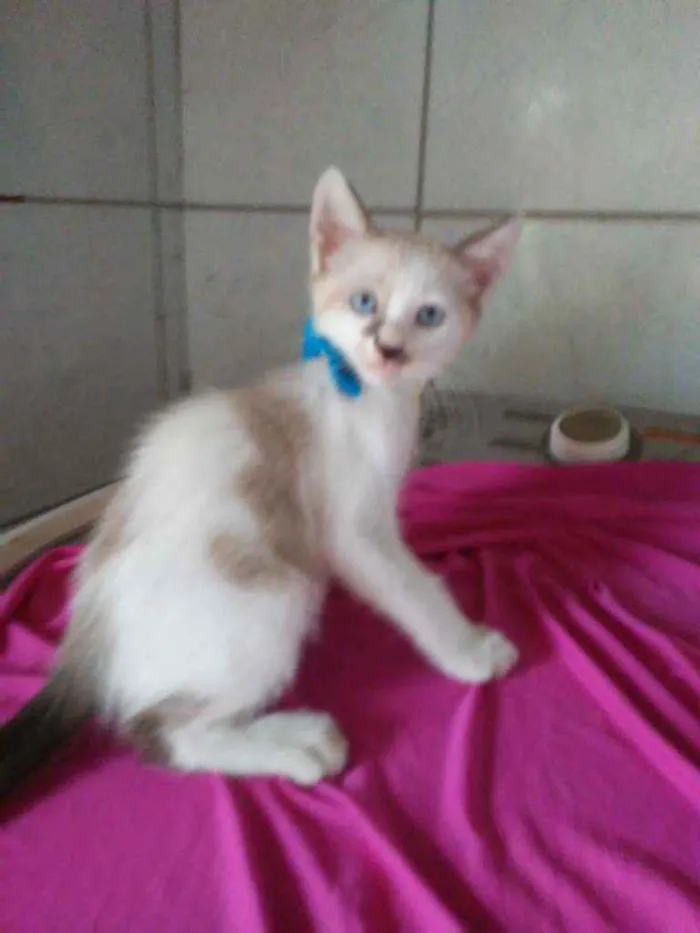 Gato ra a Comum idade 2 a 6 meses nome Bob