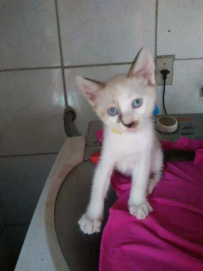 Gato ra a Comum idade 2 a 6 meses nome Bob