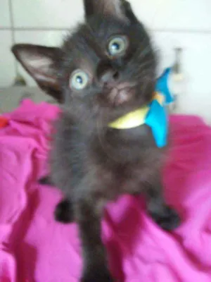 Gato raça Comum idade 2 a 6 meses nome Luke