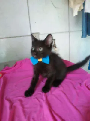 Gato raça Comum idade 2 a 6 meses nome Luke
