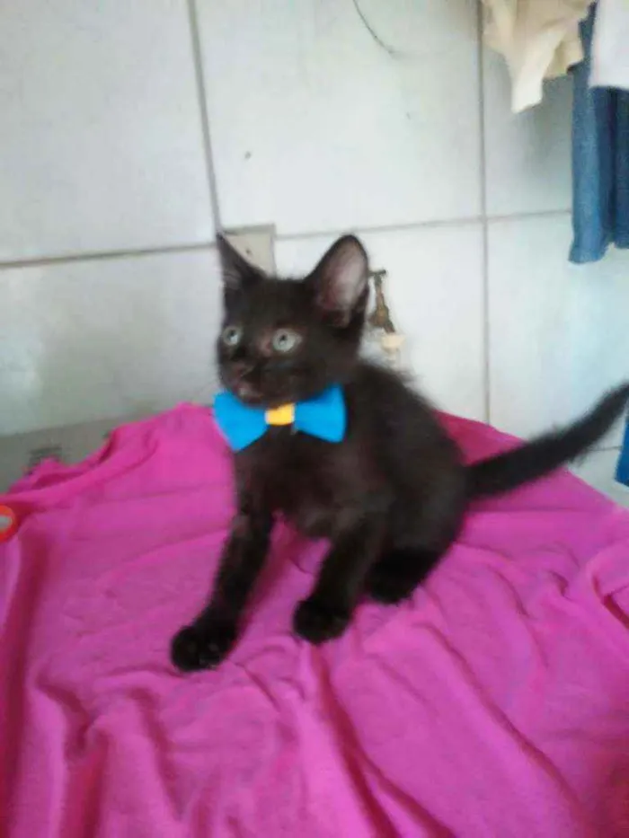 Gato ra a Comum idade 2 a 6 meses nome Luke
