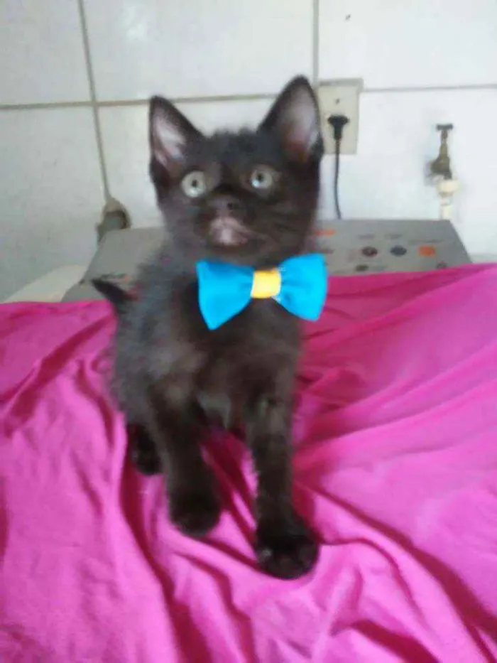Gato ra a Comum idade 2 a 6 meses nome Luke