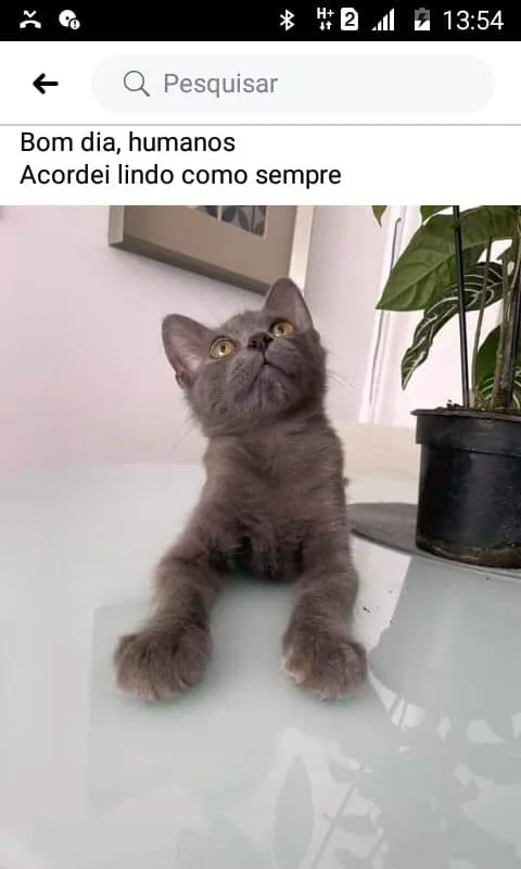 Gato ra a SRD-ViraLata idade 2 a 6 meses nome Blue