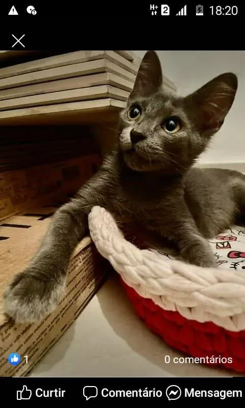 Gato ra a SRD-ViraLata idade 2 a 6 meses nome Blue