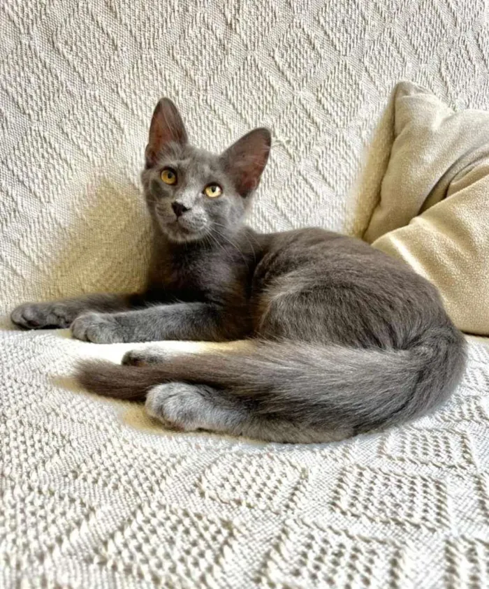 Gato ra a SRD-ViraLata idade 2 a 6 meses nome Blue