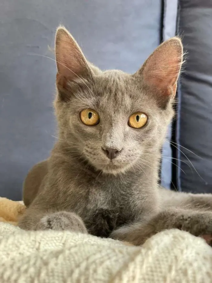Gato ra a SRD-ViraLata idade 2 a 6 meses nome Blue