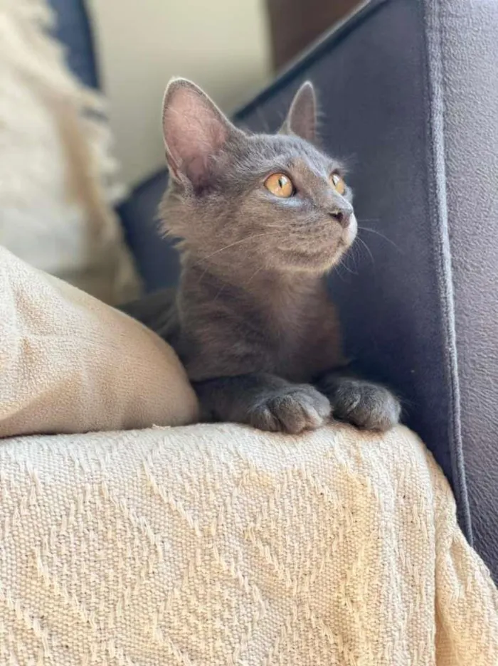 Gato ra a SRD-ViraLata idade 2 a 6 meses nome Blue