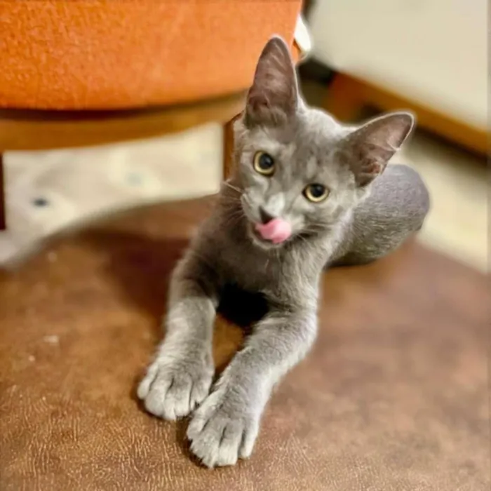 Gato ra a SRD-ViraLata idade 2 a 6 meses nome Blue