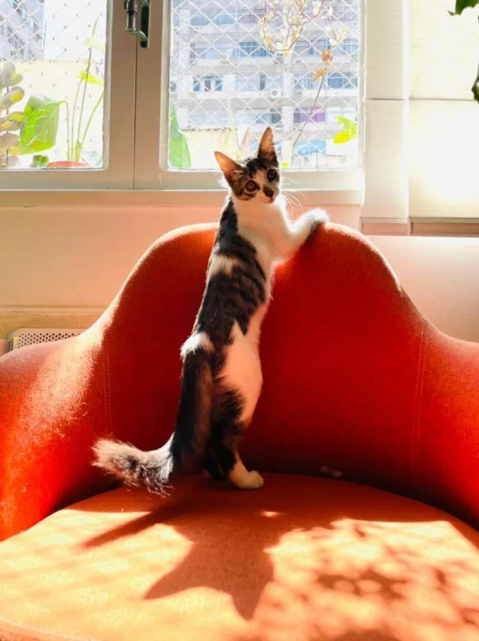 Gato ra a SRD-ViraLata idade 2 a 6 meses nome Meg