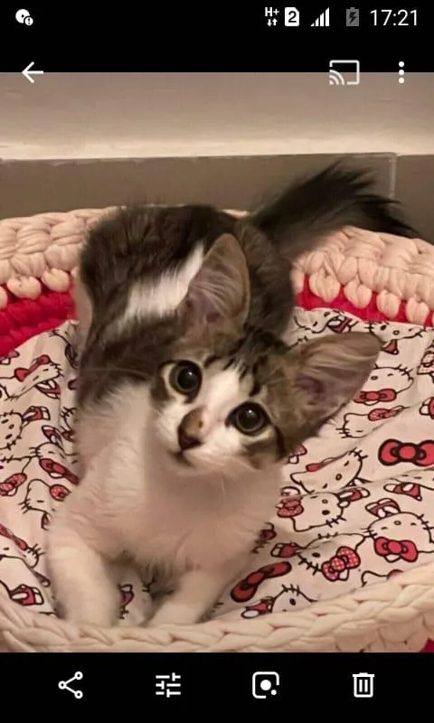 Gato ra a SRD-ViraLata idade 2 a 6 meses nome Meg