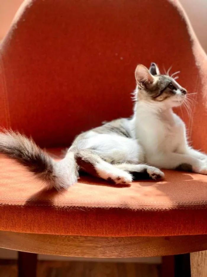 Gato ra a SRD-ViraLata idade 2 a 6 meses nome Meg