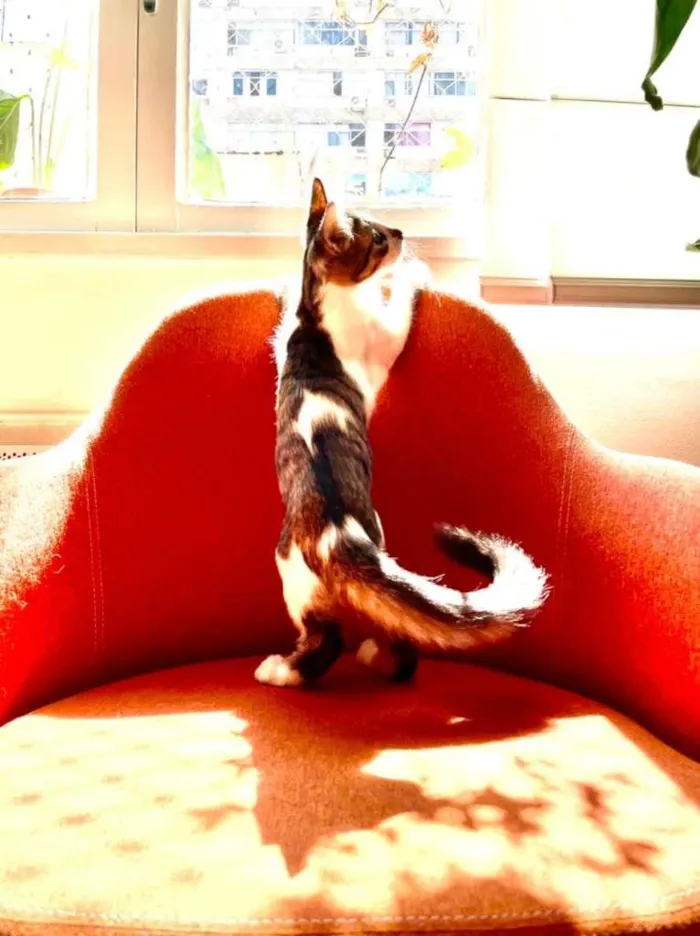 Gato ra a SRD-ViraLata idade 2 a 6 meses nome Meg