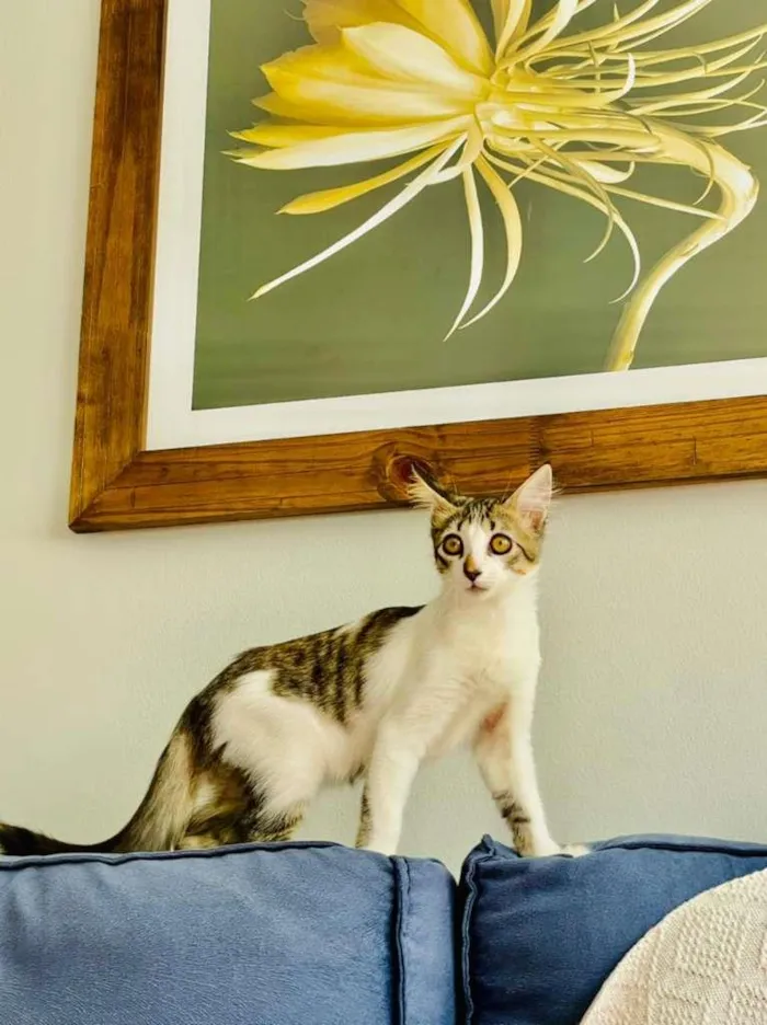 Gato ra a SRD-ViraLata idade 2 a 6 meses nome Meg
