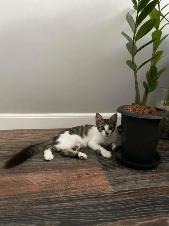 Gato ra a SRD-ViraLata idade 2 a 6 meses nome Meg
